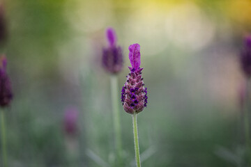 Lavandula 'Anouk series Lavender'