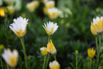 Osteospermum 'Voltage White'