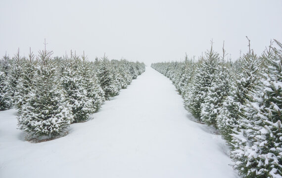 Many Rows of Perfect Pine Trees Covered in Snow and Stretching t