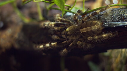 A large spider climbs into a hole in the web. Macro. House of pests. Close. Disaster for the forest.RAW