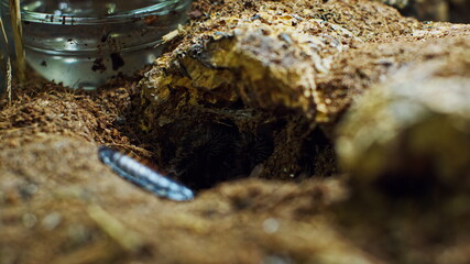 A large spider climbs into a hole in the web. Macro. House of pests. Close. Disaster for the forest.RAW