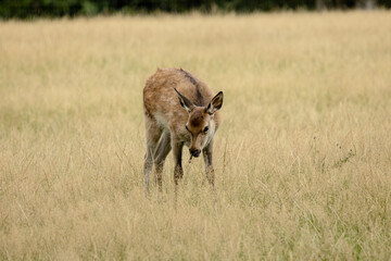 Hirschkalb auf der Wiese