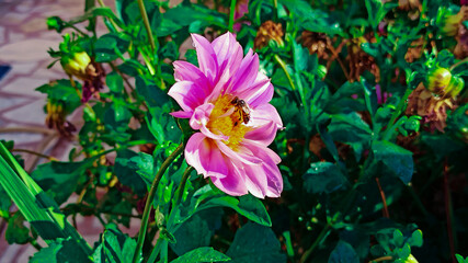 Bee on the Pink Flower