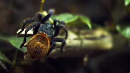 A large spider climbs into a hole in the web. Macro. House of pests. Close. Disaster for the forest.RAW