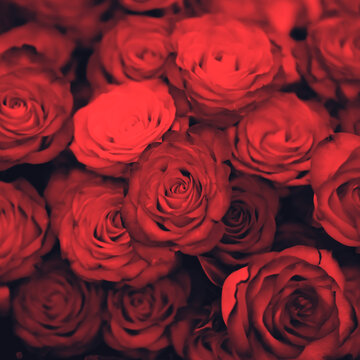 Red roses