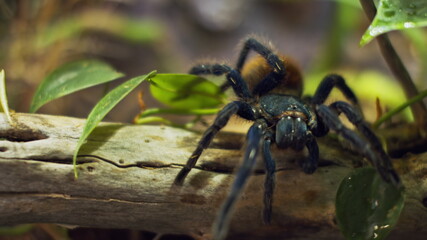A large spider climbs into a hole in the web. Macro. House of pests. Close. Disaster for the forest.RAW