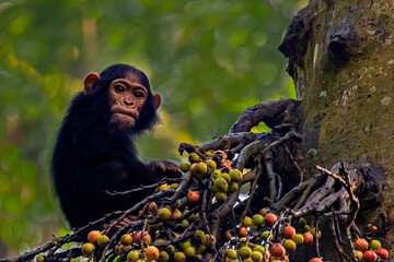 Chimpanzee eating berries in Kibale rainforest, Uganda, Africa