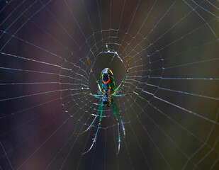 leucauge venusta