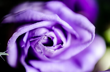 Obraz premium Purple rose with the petals edges in close-up.