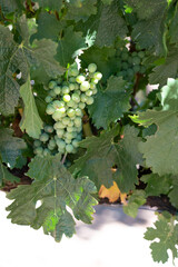 White wine Grapes