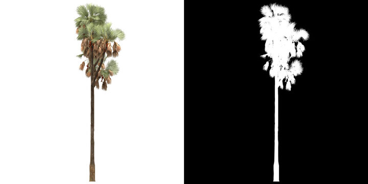 Left view of tree (Hyphaene Thebaica) png with alpha channel to cutout 3D rendering. For forest and nature compositing
