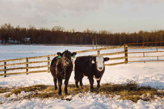 two cows grazing in the snow