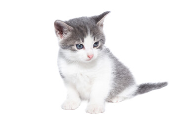 Obraz premium kitten on a white background..