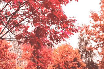 autumn trees with red foliage in the park. background with an autumn park.