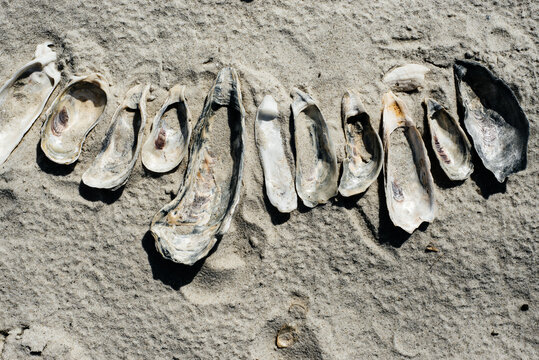 A row of oyster shells left behind on a beach