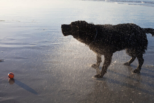 Dog shaking water off his coat after fetching a ball from the ocean