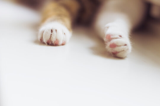 Close-up of tabby cat paws