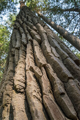 Tall redwood closeup with the bark texture going up to the sly