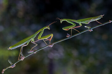green praying mantis