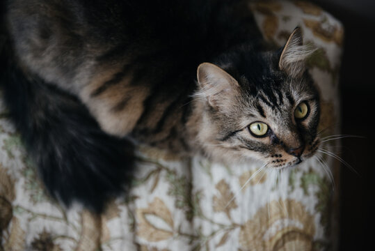 Green-eyed tiger cat looks up