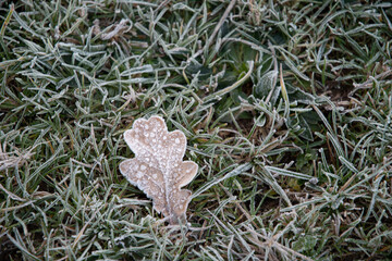 Frost covered leaves on the ground in the English countryside of Oxfordshire