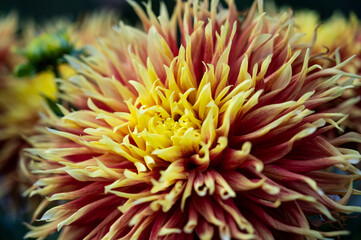 Close up of colorful dahlia in a garden