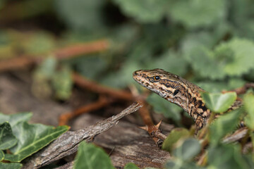 Lézard.