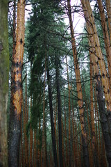 Obraz premium Forest in autumn