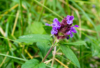 il fiore