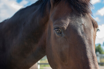 Brown horse, horse eye, muzzle close up