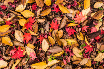 autumn leaves background