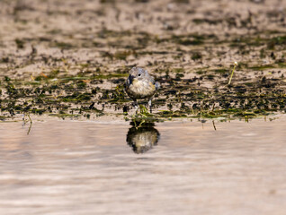 Yellow Rumped Warbler in Eleven Mile Canyon