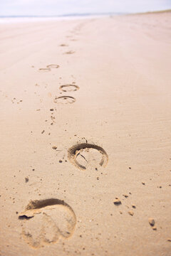 horse prints on the beach