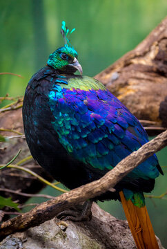 Himalayan Monal