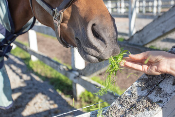 Obraz premium Woman feeding grass to a horse, outdoors, close-up, cropped photo, Concept, animal feeding,