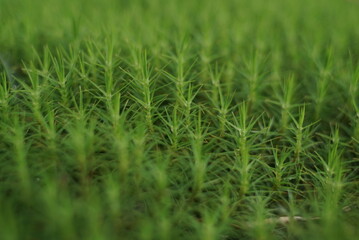 Green Moss Natural Background Texture