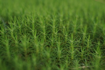 Green Moss Natural Background Texture