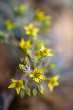 Like lemon lemmings following their lovely leader as they look for love in a lopsided line