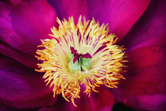 Extreme close up of pink peony flower head center