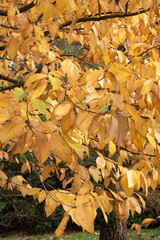 Autumn colours on trees in the fall, red, gold, yellow leaves beautiful sunlight