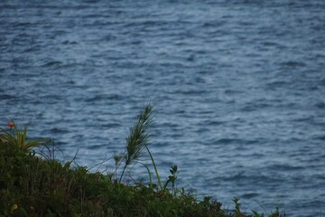 grass and sea by the background