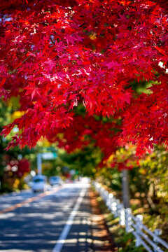 Simply red