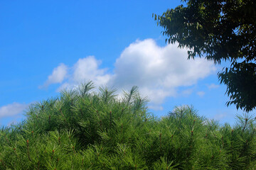 Obraz premium 소나무