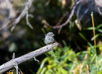 Yellow Rumped Warbler in Eleven Mile Canyon