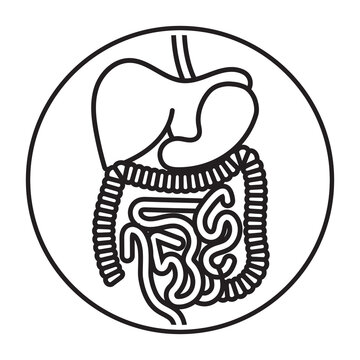 recommend clip art: Rounded the human digestive system organs line art vector icon for apps and websites