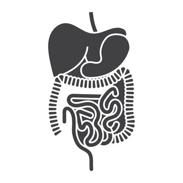 recommend clip art: Human digestive system organs flat vector icon for apps and websites