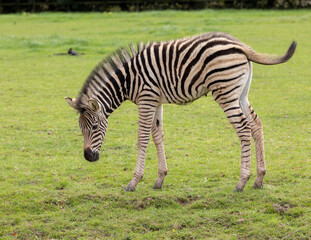 Fototapeta na wymiar young zebra in the grass