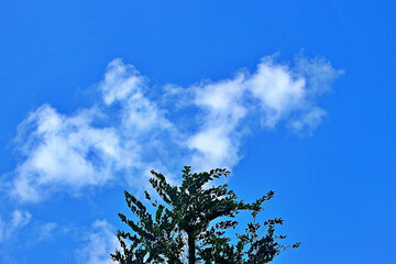 하늘과 나무가지 잎