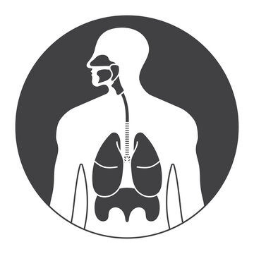 recommend clip art: Rounded the human respiratory system or respiratory tract flat icon for apps and websites