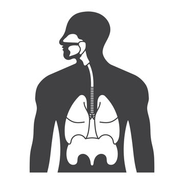 Human respiratory system or respiratory tract flat vector icon for apps and websites